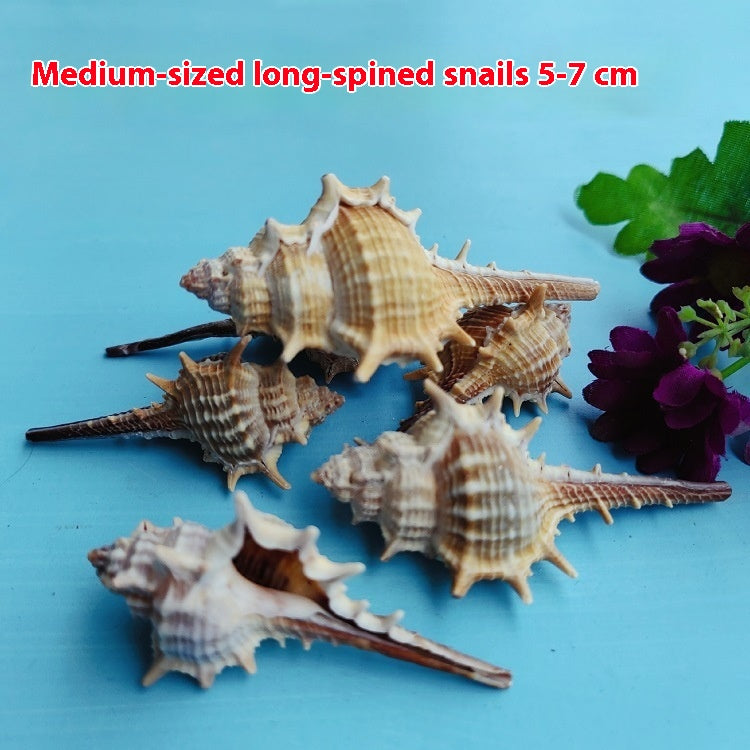 Natural Shell Conch Conch 5-9cm Home Fish Tank Micro Landscape Decoration